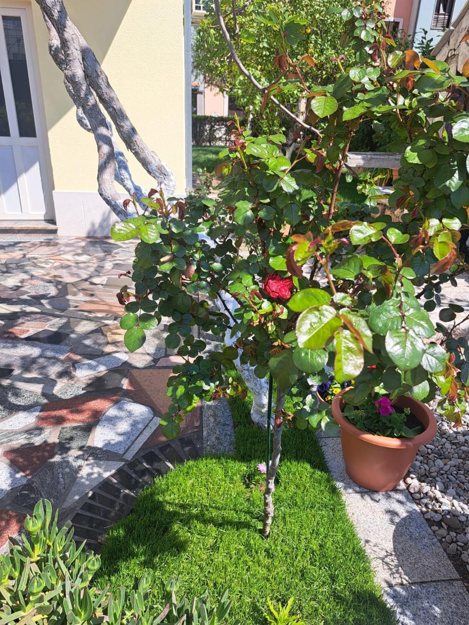 Apartments Nena Podstrana Exterior photo